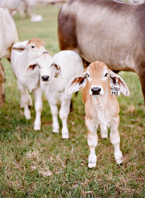 Pin By Audrey Hambright On Home On The Range Baby Cows Baby Farm