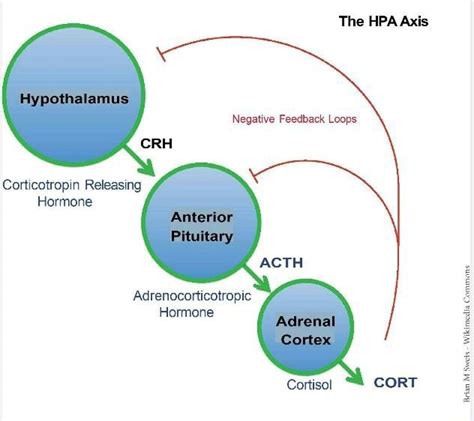 the hpa axis negative feedback loops corticotropin releasing hormone adrenocorticotropic hormone