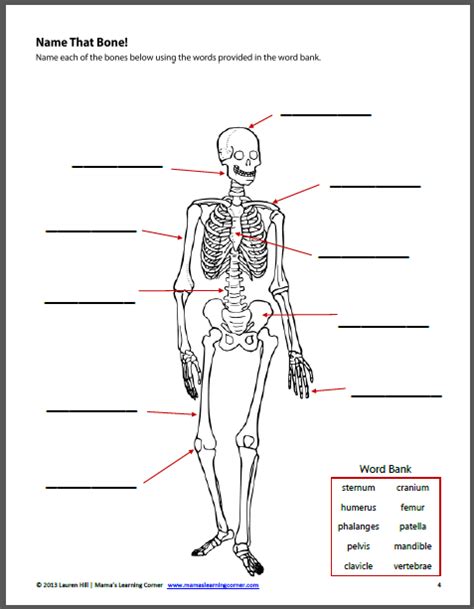 The Human Body Worksheet Packet For 1st 3rd Graders Mamas Learning Corner