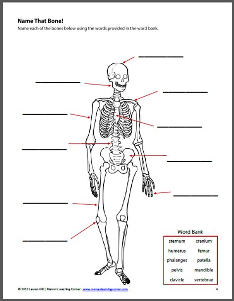 The human body is a complex living organism made up of trillions of cells. The Human Body Worksheet Packet for 1st-3rd Graders ...