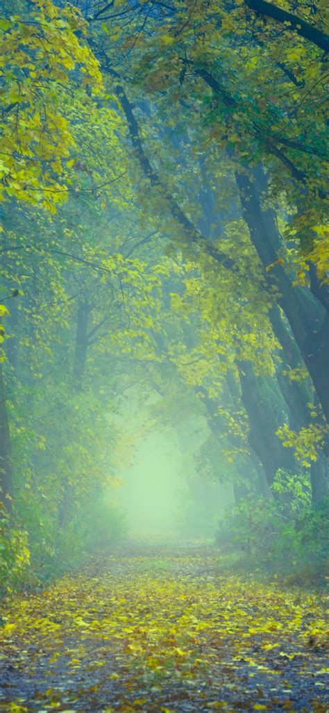 An Image Of A Foggy Forest With Leaves On The Ground
