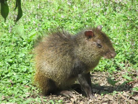 Central American Agouti Zoochat