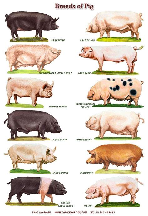 A4 Posters Breeds Of Pigs Etsy Uk Pig Breeds Pet Pigs Pig Farming