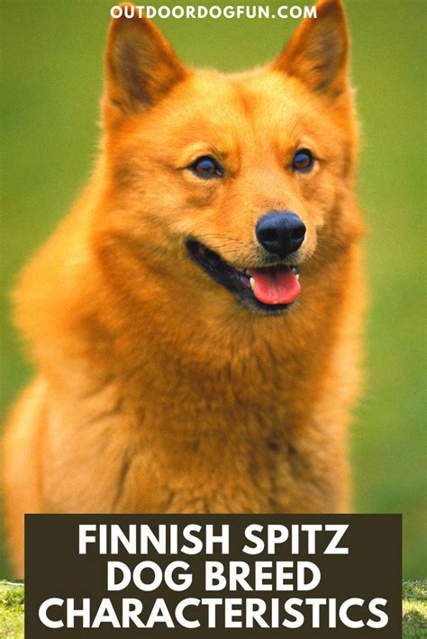A Dog With The Words Finish Spitz Dog Breed Characteristics