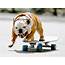 Worlds Fastest Skateboarding Dog Does New York  NY Daily News