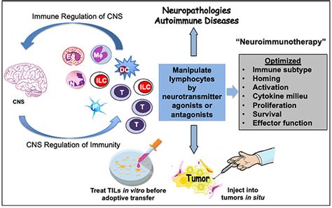 Frontiers Critical Neurotransmitters In The Neuroimmune Network