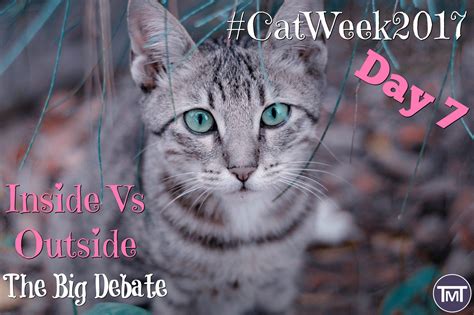 Ideal for both outdoor and indoor use: Indoor Vs Outdoor - The Great Cat Debate | The Mummy Toolbox