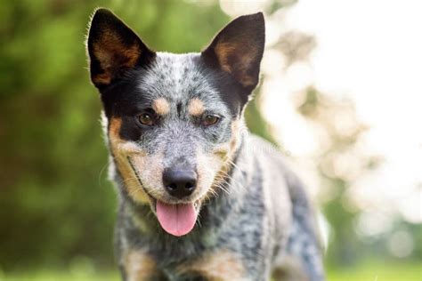 Australian Cattle Dog Blue Heeler With Perfect Markings Stock Image
