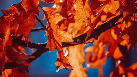 Autumn Leaves Wallpaper 4k Orange Leaf Sunlight Closeup