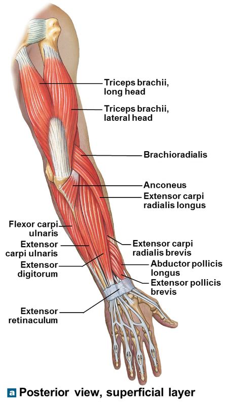 Anatomy And Physiology Muscle Quiz