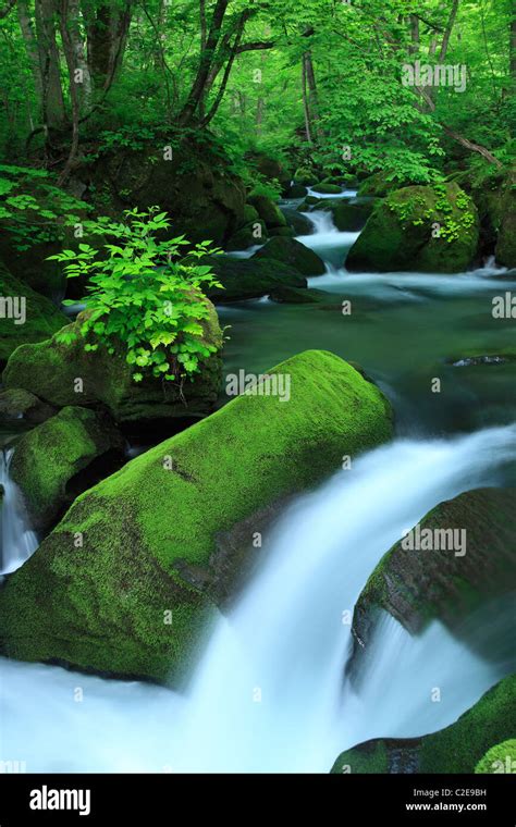Green Springs In Forest Stock Photo Alamy