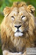 Asiatic Lion (Panthera leo persica), | Stock Photo