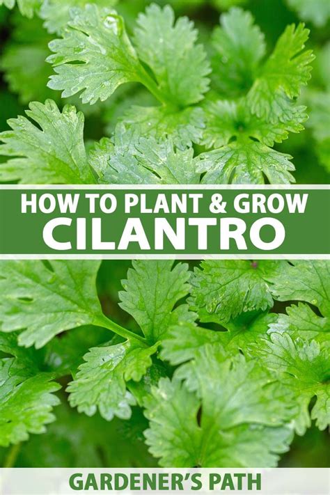 Learn How To Grow Cilantro And Coriander Gardeners Path Growing