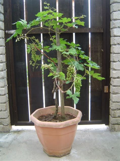 7,463 likes · 18 talking about this. Floras Lovers ... All About Gardening: DIY LOVERZ > Teknik ...