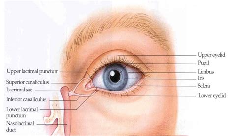 The Conjunctiva Anatomy Of The Eye Pinterest Eyes Search And The