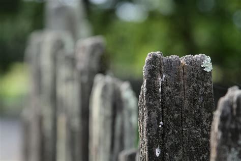 Free Images Tree Nature Grass Rock Rustic Green Rough Material