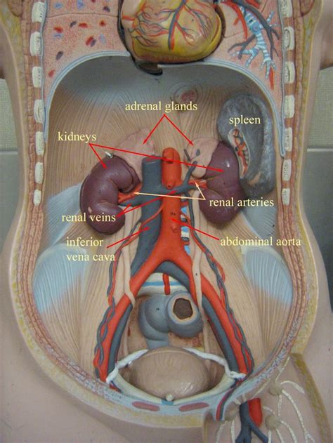 Abdominal Cavity Just The Kidneys Left Medical Anatomy Medical