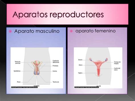 Cuadros Comparativos Entre Sistema Reproductor Femenino Y Masculino B22
