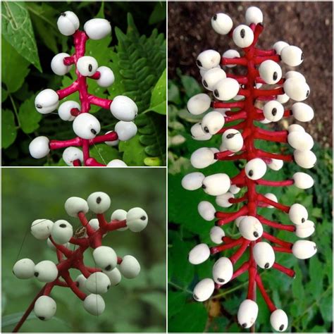 White Baneberry Actaea Pachypoda Bulk Wholesale Seeds For Planting Doll