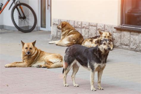 Samotny Na Szczycie Obrazy Zdjęcia I Ilustracje Istock