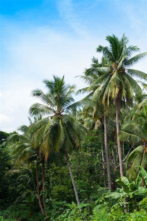 Coconut Palms Trees And Green Plants In The Tropical Forest Stock Image