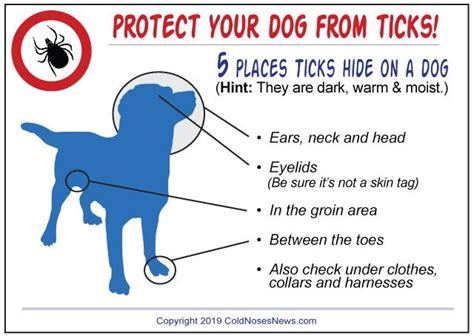 Lyme Disease And Dogs What You Need To Know And Do Ashleys Pawsome