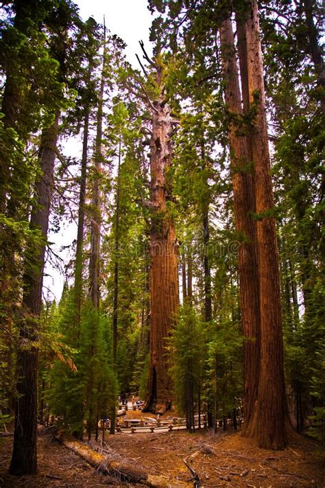 Secuoyas Altas Y Grandes En El Hermoso Parque Nacional De Sequoia
