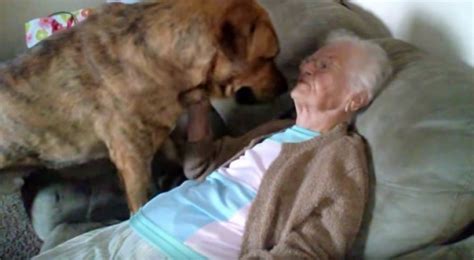 Regardez des chiens baiser des femmes, des hommes sucer des chevaux, il n'y a pas de mauvais choix ici. Un adorable chien montre à la vieille dame tout son amour ...