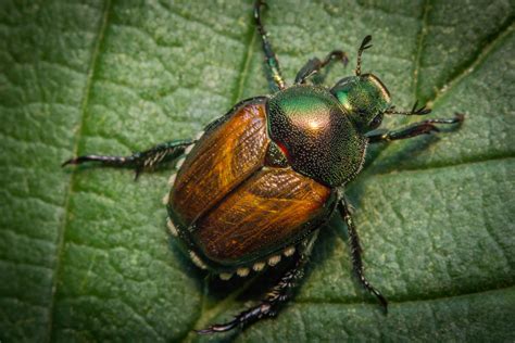 Beetles Home Pest Control