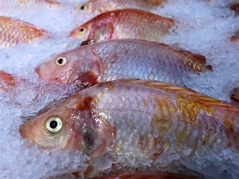 Every time you bring home this not a cheap delicacy, there is a risk of buying fake how long does caviar in a glass jar? How Long Does Fish Last In The Freezer | Does Fish Last ...