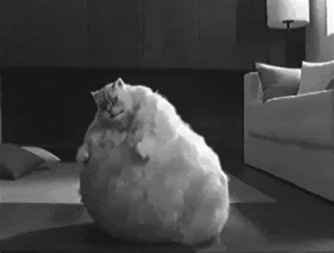 Dancing Cat With Fat Belly 