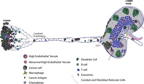 Progression Of Lymphatic Metastasis From Primary Tumor To