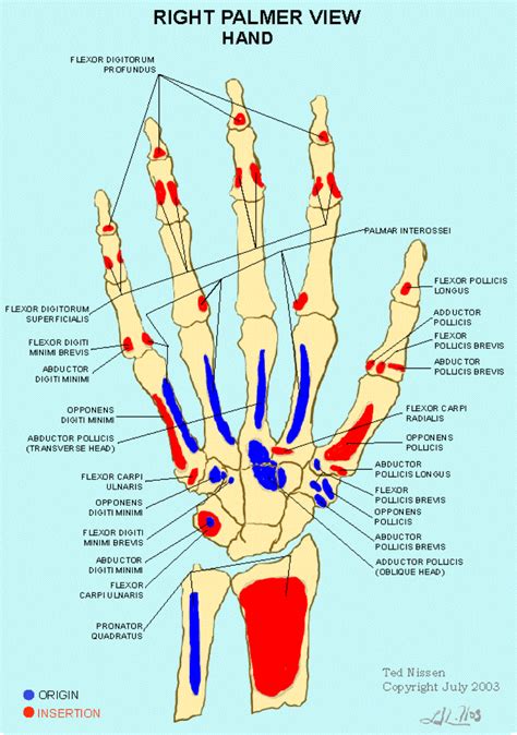 Right Anterior Hand Bones