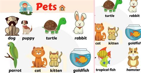Huge List Of Pets And Different Types Of Pets With Pictures • 7esl