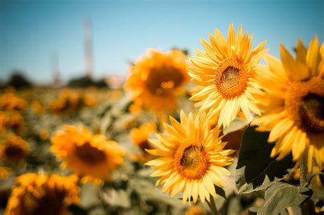 Sunflowers Field Free Stock Photo Picjumbo