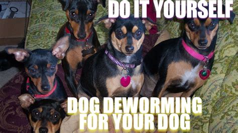 Can you use dog dewormer on cats? How To Deworm A Dog With Tobacco