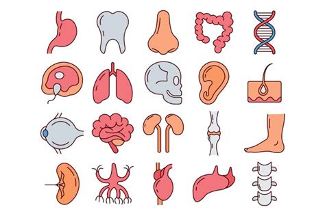 Human Anatomy Vector Free Icon Set