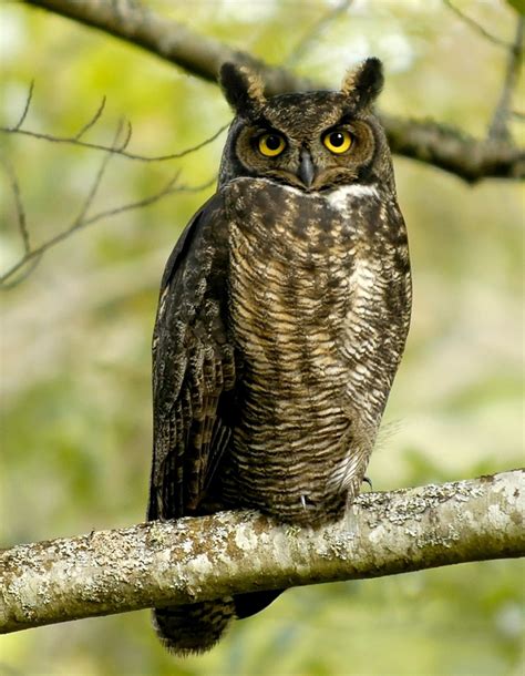 Cute Wildlife The Great Horned Owl