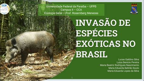 InvasÃo De EspÉcies ExÓticas Invasoras No Brasil Trabalho De Ecologia