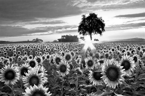 Sunflower Fields In Black And White Photograph By Debra And Dave Vanderlaan