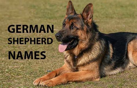 German Shepherd Names For Female And Male Petnamee