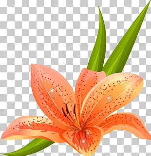 Lilium Candidum Flower Easter Lily Arum Lily PNG Clipart Art