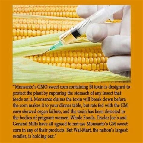 Why I Wont Eat Monsantos Gmo Corn Gmo Facts Genetically Modified