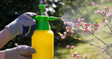 Cómo hacer un insecticida natural Fácil y rápido desde casa