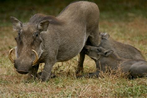 Warthog Phacochoerus Africanus Piglets The Warthog Phaco Flickr