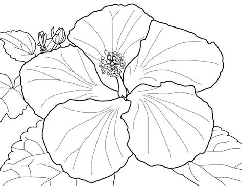 Spring is all about natural beauty. Petunia Coloring Pages at GetColorings.com | Free ...