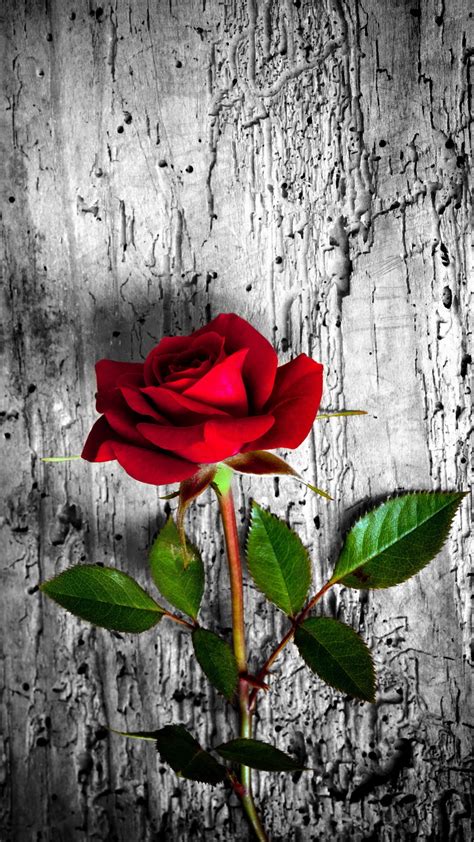 Free Download Rose Wallpaper For Iphone Images 1080x1920 For Your