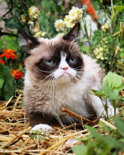 Грампи кэт история сердитой кошки Grumpy Cat