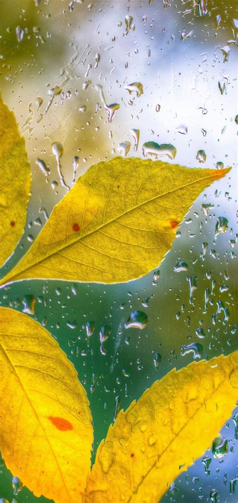 Glass Drops Leaves Autumn Bokeh Wallpaper 720x1520