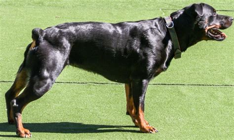 Rottweiler Tail Docking Vs Natural Tail Which One Is Better For Your